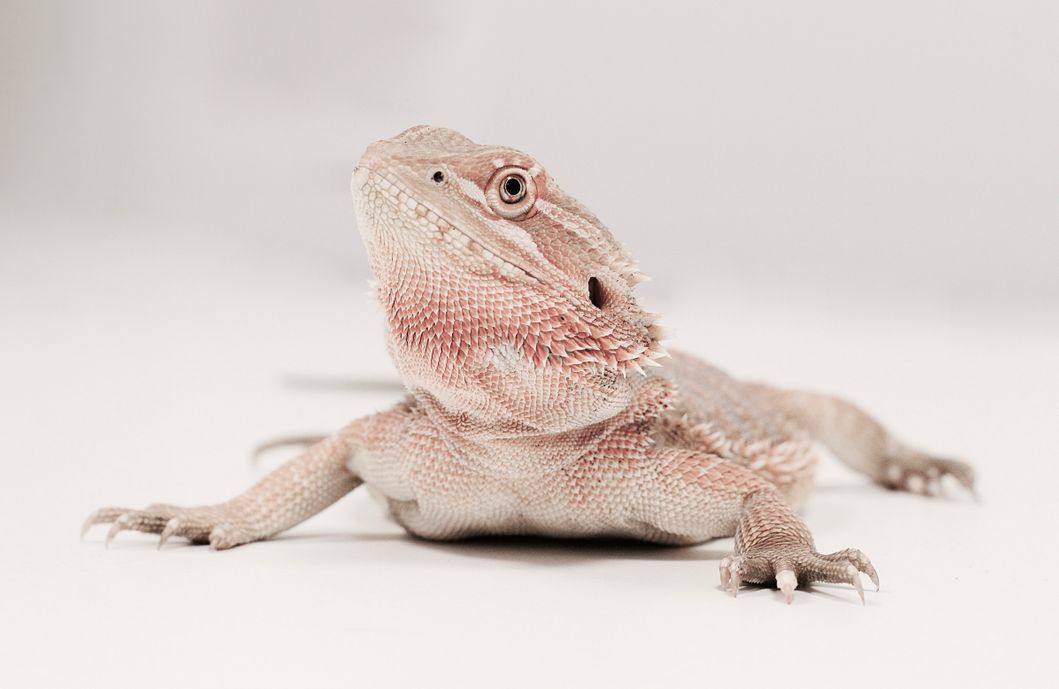 bijzondere dieren